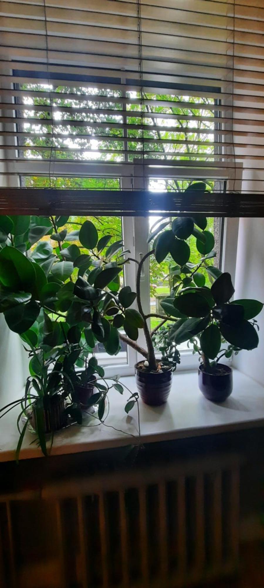 Eksporta 10, Lux Appartement